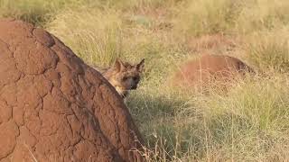 Captivating Wildlife Encounters  Special Moments at Amakhala [upl. by Eckhardt]