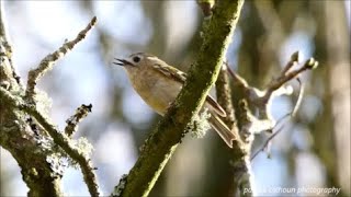 birds of swans park part 5 [upl. by Airotnes635]