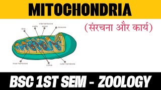 Mitochondria Structure and Function  BSC 1 SEMESTER  ZOOLOGY [upl. by Batory653]