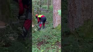 Baum fällen mit Stihl ms 462 c fashion youtubeshorts love twins [upl. by Ecnaralc]