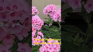 Phlox low maintenance perennial flower [upl. by Rudiger]