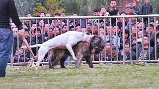 Dogo Argentino vs Pastor Del Cáucaso FACTS [upl. by Yllim]