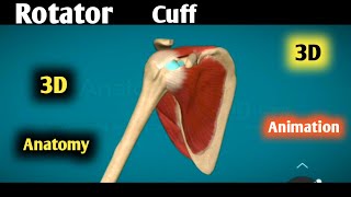 rotator cuff anatomy 3d  rotator cuff muscles  rotator cuff muscles actions animation [upl. by Cesya]