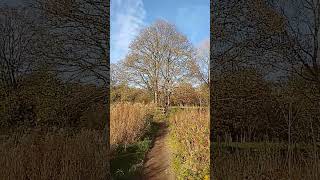 mighty Sycamore tree without leaves late October UK wild nature countryside outdoors [upl. by Speroni]