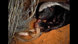 Life of one Honey Badger Natgeo Wild Best video [upl. by Oaoj]