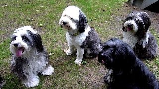 Tibet Terrier [upl. by Inesita599]