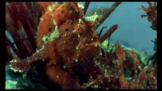 Stunning Anglerfish Hunting With Its Hook [upl. by Ninerb]