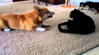 Corgi talks to cat [upl. by Nanyt]