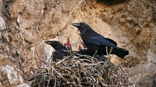 The Common Raven Nesting High on the Rocks  Corvus corax [upl. by Nyssa]