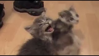 Cats and kittens meowing for 10 straight hours [upl. by Rhody]