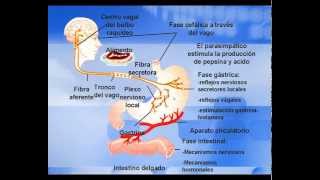 Hormona Gastrina [upl. by Micheil244]