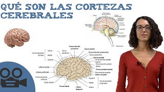 Cortezas cerebrales  Funciones IDEAL para estudiar [upl. by Sonnnie672]