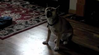 New Guinea Singing Dog Howl [upl. by Hutchison]