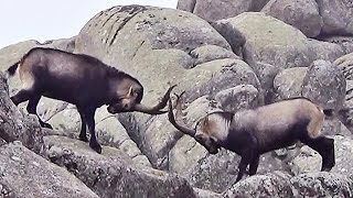 Cabras en La Pedriza [upl. by Norok]