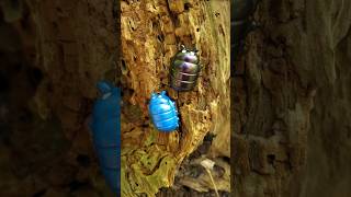 Bug Pilled on Pill Bugs isopod rolypoly insects handmade pins [upl. by Clougher]