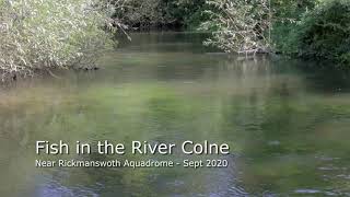 Fish in the River Colne Sep 2020 [upl. by Gertrudis]