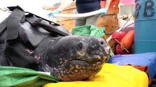 Leatherback Sea Turtle Release [upl. by Omoj]