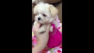 white teacup tea cup maltipoo female puppy for sale [upl. by Stearn898]