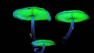 Bioluminescent Mushrooms [upl. by Absalom]