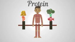 Biology  Proteins Carbohydrates amp Fats [upl. by Schmitt]