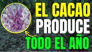 Mejor PODA del CACAO para TENER MAYOR PRODUCCION 👉 Cosechamos Todo el Año ✅ [upl. by Dalury756]