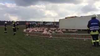 Tiertransporter mit 650 Ferkeln umgekippt [upl. by Tnafni]