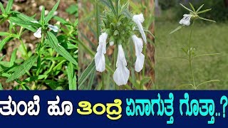 ತುಂಬೆ ಇದು ಅದ್ಭುತ ಔಷಧಗಳ ಆಗರ Medicinal benefits of Leucas  Tumabe herb  M2 [upl. by Ormand]