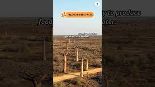 Baobab Tree Facts shorts facts randomfacts factshorts baobabtree [upl. by Cobbie656]