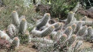 Succulents Stenocereus Eruca The Creeping devil [upl. by Calvina107]