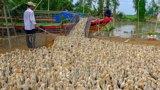 Duck Đàn Vịt Đẻ Nhiều khủng Miền Tây lên Tàu  Nông Dân Mlog [upl. by Ylrehc]