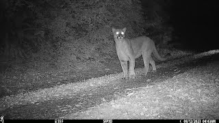 Bobcat vs Cougar  Size Comparison  Browning Strike Force Pro XD Trail Camera [upl. by Yarehs]