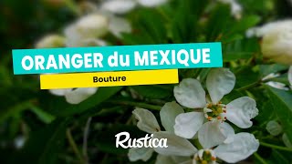 Bouturer un oranger du Mexique Choisya ternata [upl. by Aitnuahs726]