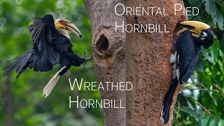 The last laugh – The helmeted hornbill calling Shorts [upl. by Sheedy]