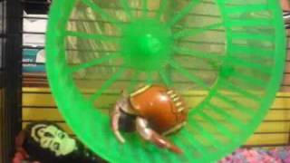 My hermit crab running in a hamster wheel [upl. by Docile]