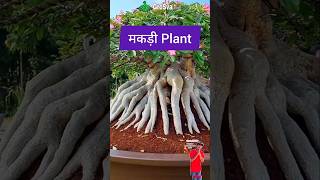 Build Spider Roots of the Plant  Gardening  Bonsai Tree [upl. by Gnep603]