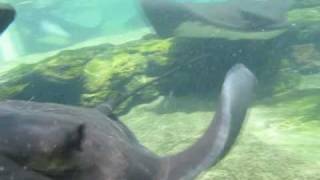 A Stingray tries to eat me and my Canon G11 underwater housing camera WPDC34 at Seaworld San Diego [upl. by Miles]