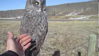 Petting a Wild Great Grey Owl [upl. by Horst]