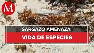 Reportan muerte de peces en Playa Mahahual a causa del sargazo [upl. by Dulcine]