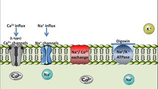 Digoxin  Mechanism of Action [upl. by Carrelli]