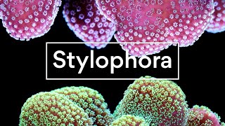 Stylophora [upl. by Mullac227]