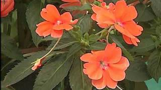 Give Sun Patiens a try to Add Color to Your Flower Bed [upl. by Dellora]