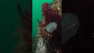 Rainbow Jellyfish  Pacific Northwest  Lindblad Expeditions [upl. by Yrome126]