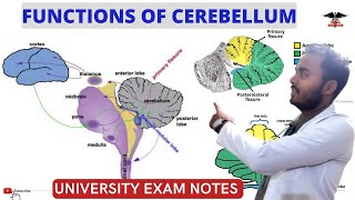 Functions Of Cerebellum Connection Of Cerebellum CNS Physiology [upl. by Aettam512]