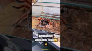 ENDLICH HEUTE BRACHYPELMA KLAASI VERPAARUNG😊🤘spinne tarantula terraristik hobbies tiere [upl. by Morly]