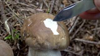 Boletus aestivalis  Conoscere i funghi 01092016 [upl. by Anawad990]