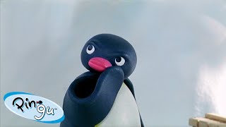 Best Episodes from Season 5  Pingu  Official Channel  Cartoons For Kids [upl. by Renzo]