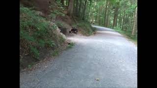 Deutsche Bracke n ohne Leine beim Spaziergang im Wald  Antijagdtraining [upl. by Onivla594]