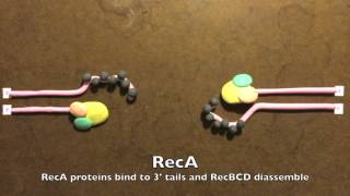 Homologous Recombination in Prokaryotes [upl. by Ihcelek918]