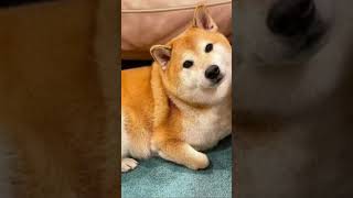 Dog memes edit shortsvideo doge cheems [upl. by Disario458]