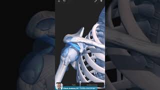 Visual Anatomy 3D  Facts about the coracoacromial ligament shoulder [upl. by Notgnihsaw]